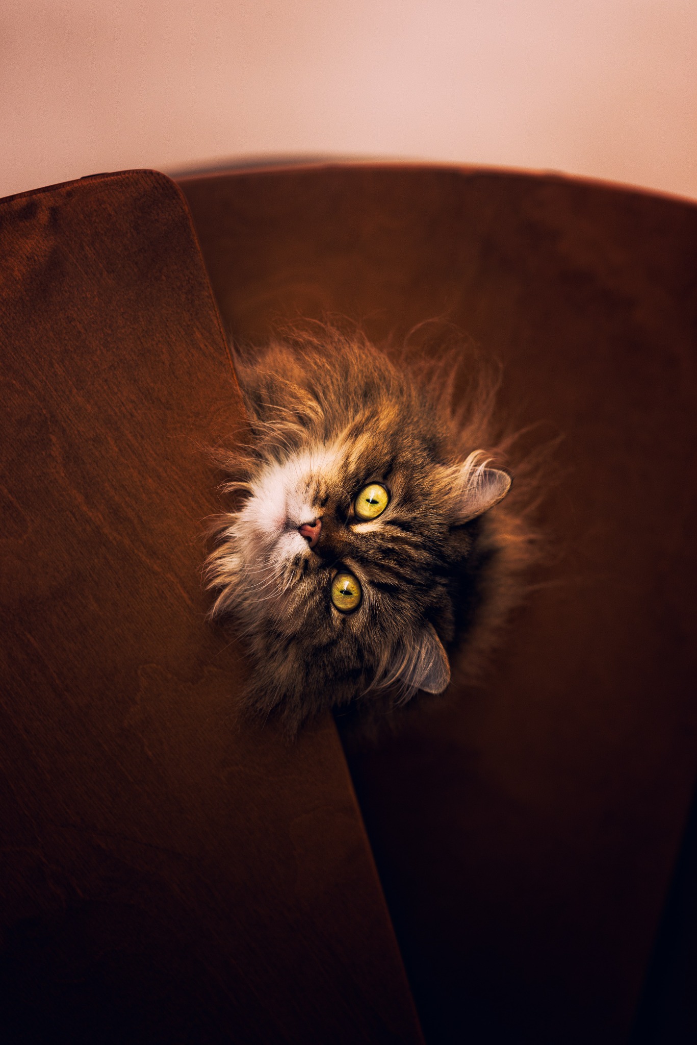 Long-haired brown kitten looking up from a chair